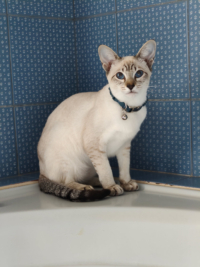JINXY